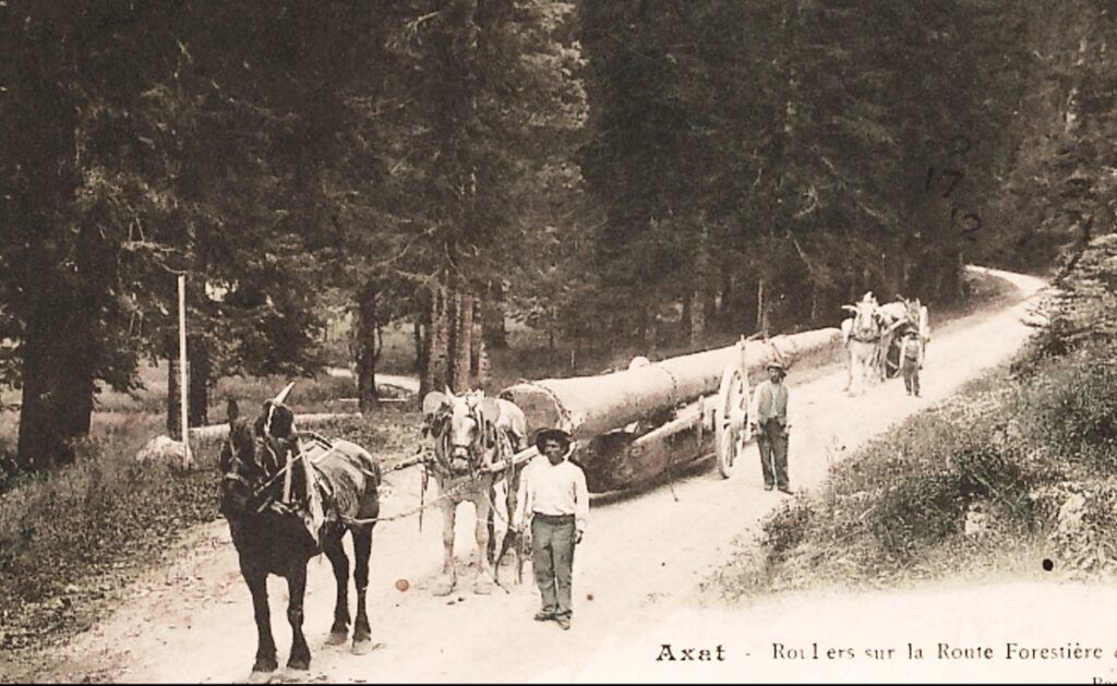 Black and white photograph shows two horses pulling a large, felled tree, and another horse behind, supervised by three men. It is captioned 'Axat: Rouliers sur la Route Forestière'